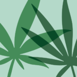 THCA vs THC vs HHC: What’s the Difference (and Which One Is Right for You)?